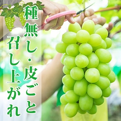 2022年7月発送開始『定期便』【山梨の旬のフルーツ】桃・シャインマスカット 全2回