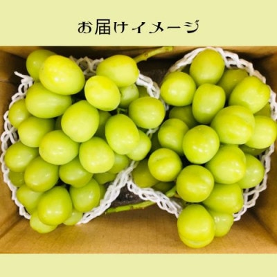 シャインマスカット 約1.5kg(2～3房)