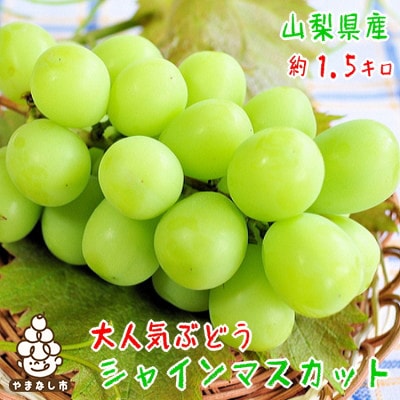 農園直送! シャインマスカット 約1.5kg(2～5房)
