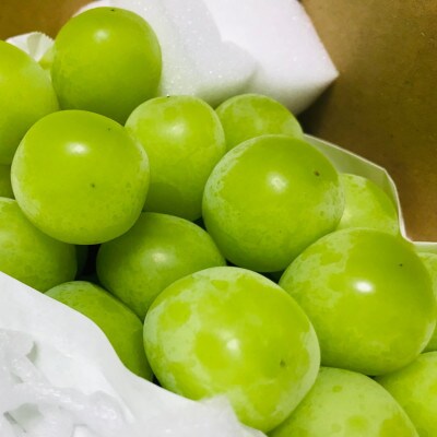 農園直送!季節を先取り!贅沢な厳選!温室シャインマスカット　約1.2kg