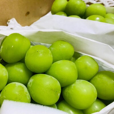 農園直送!季節を先取り!贅沢な厳選!温室シャインマスカット　約1.2kg