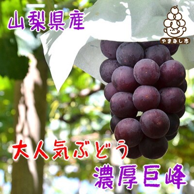  農家直送!ぶどう名産地≪山梨の厳選!濃厚巨峰≫　約1.2kg(2～3房) ふるさと納税