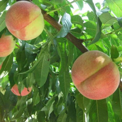 農家直送 桃名産地 山梨の桃 秀品 約3kg