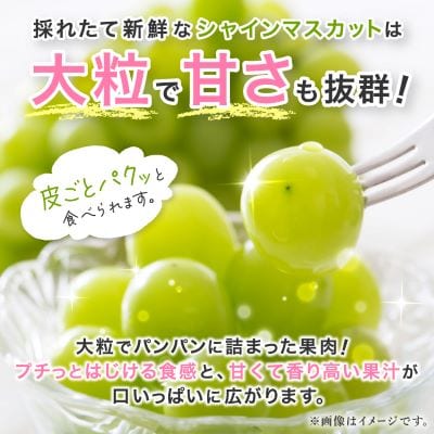 シャインマスカット 約1kg (1～2房) 農園直送 ! シャインマスカット