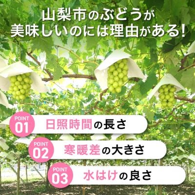 シャインマスカット 約1kg (1～2房) 農園直送 ! シャインマスカット