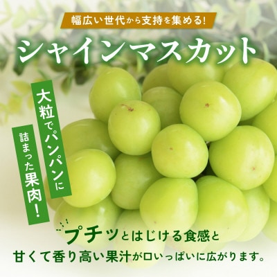農園直送   濃厚 シャインマスカット 約600g(1房)