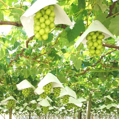 【発送月固定定期便】やまなし旬のフルーツ定期便(桃・シャインマスカット)【S】全2回