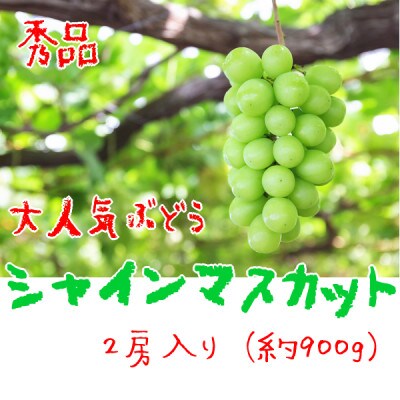 【大人気】ぶどう名産地やまなしの厳選!濃厚シャインマスカット　秀品　約900g(2房)入り