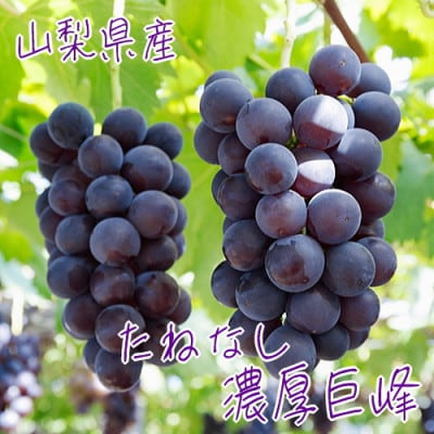 【大人気】ぶどう名産地やまなしの厳選!種無し濃厚巨峰　秀品　約1.3kg(3房)入り