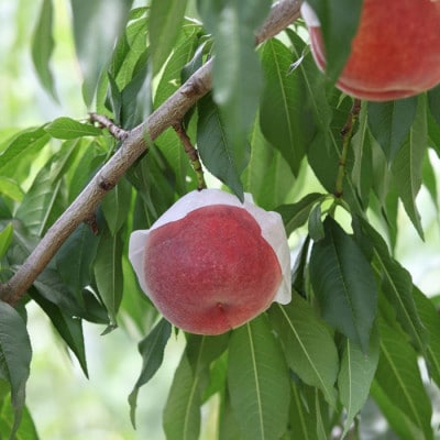 【ふるさと納税】2027年発送 山梨県山梨市産 桃 約2kg(5～8玉)