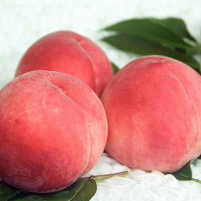 山梨県山梨市産 桃 約3kg(8～12玉)