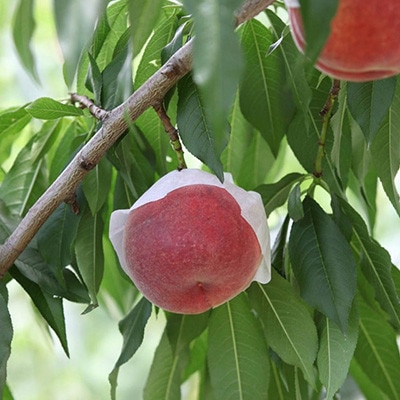 山梨県山梨市産 桃 約3kg(8～12玉)