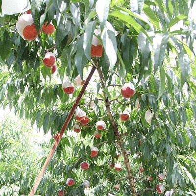山梨県山梨市産 桃 約3kg(8～12玉)