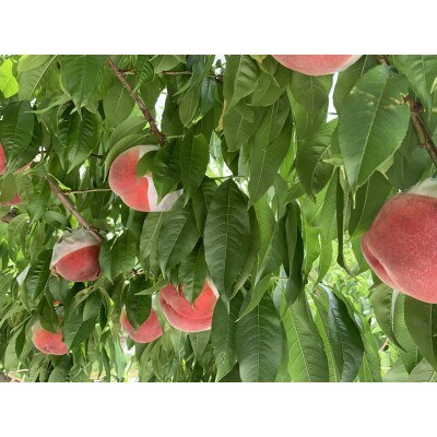 もも(13～15玉)/100