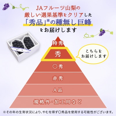 種なし巨峰(2房)