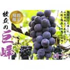 9月より順次発送巨峰の丘巨峰のプロがお届けする巨峰(種なし)2房(1kg以上)