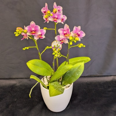 なでしこ　3本立ち