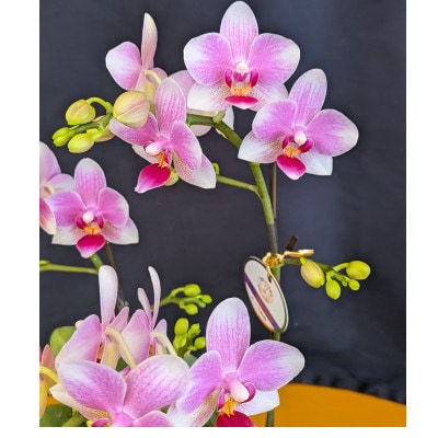 なでしこ　3本立ち