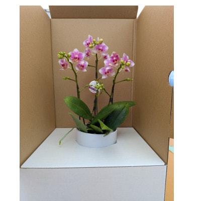 なでしこ　3本立ち