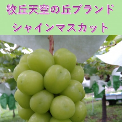 【2026年先行受付】2026年9月下旬発送「牧丘天空の丘シャインマスカット」 約1kg(2～3房)