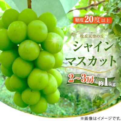 【2026年発送】9月下旬発送「牧丘天空の丘シャインマスカット」 約1kg(2～3房)