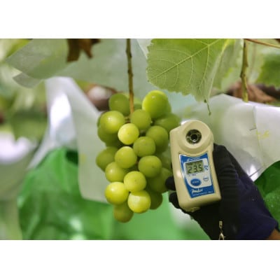 【2026年先行受付】2026年9月下旬発送「牧丘天空のシャインマスカット」 約1kg(2～3房)