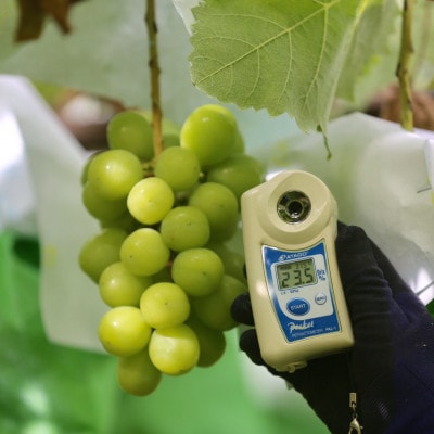 【2026年先行受付】2026年9月下旬発送「牧丘天空のシャインマスカット」 約1kg(2～3房)