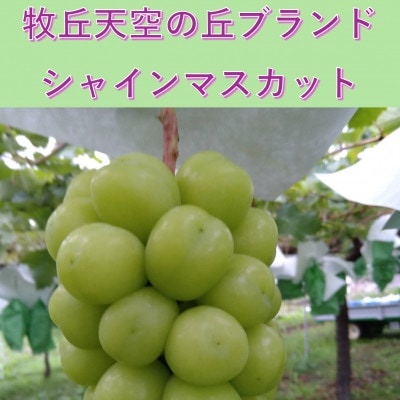 【2026年先行予約】2026年10月上旬発送「牧丘天空の丘シャインマスカット」約1kg(2～3房)