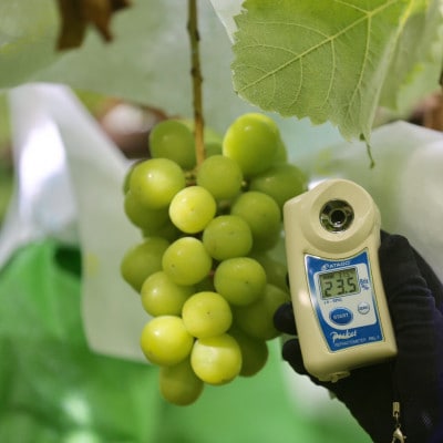 【2026年先行予約】2026年10月上旬発送「牧丘天空シャインマスカット」約1kg(2～3房)