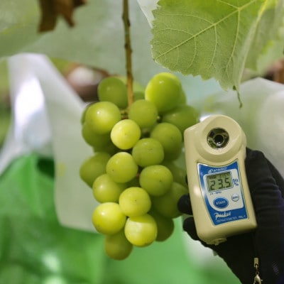 【2026年先行受付】2026年9月中旬発送「牧丘天空シャインマスカット」約1kg(2～3房)