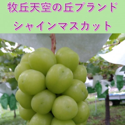 2026�N10�����{�����u�q�u�V��̋u�V���C���}�X�J�b�g�v��1kg(2�`3�[)