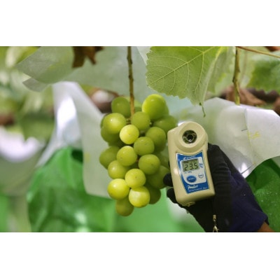 2026年10月下旬発送「牧丘天空シャインマスカット」約1kg(2～3房)