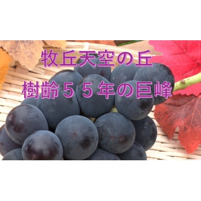 �y2026�N��s��t�z2026�N9�����{�����u���̖q�u�V��̋u�L���O����v ��1kg(2�`3�[)