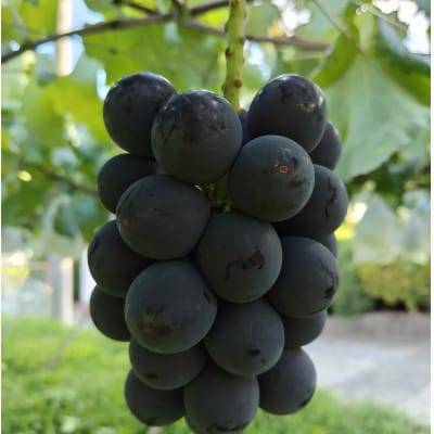 【2026年先行受付】2026年9月中旬発送「幻の牧丘天空の丘キング巨峰」 約1kg(2～3房)