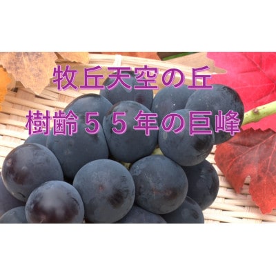 【2026年先行受付】2026年9月下旬発送「幻の牧丘天空の丘キング巨峰」 約1kg(2～3房)