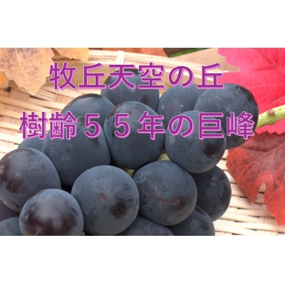 �y2026�N��s��t�z2026�N10����{�����u�q�u�V��̋u�L���O����v ��1kg(2�`3�[)