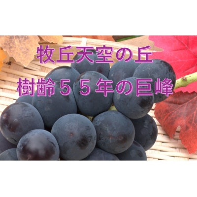 �y2026�N��s��t�z2026�N10�����{�����u���̖q�u�V��̋u�L���O����v ��1kg(2�`3�[)