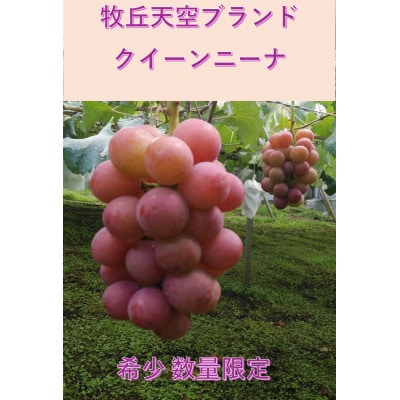 �y2026�N��s��t�z2026�N9�����{�����u�q�u�V��N�C�[���j�[�i�v��1kg(2�`3�[)