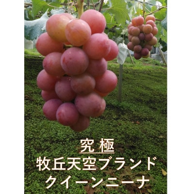 【2026年先行受付】2026年9月中旬発送「牧丘天空の丘クイーンニーナ」約1kg(2～3房)