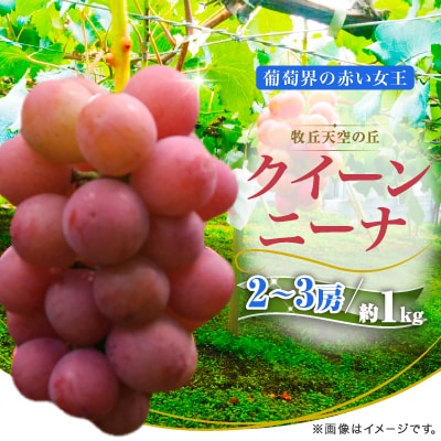 【2026年発送】9月中旬発送「牧丘天空の丘クイーンニーナ」約1kg(2～3房)