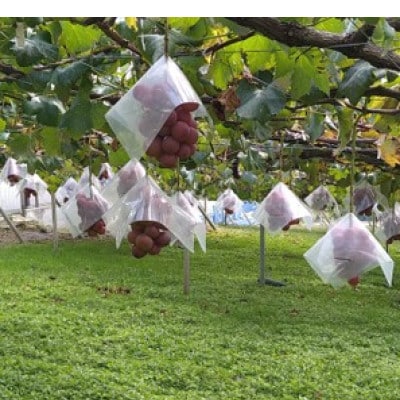 【2026年先行受付】2026年9月中旬発送「牧丘天空クイーンニーナ」約1kg(2～3房)