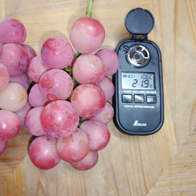 【2026年先行受付】2026年9月中旬発送「牧丘天空クイーンニーナ」約1kg(2～3房)