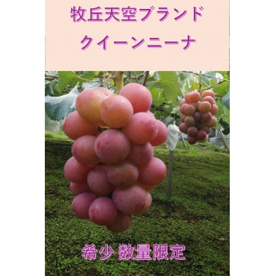 �y2026�N��s��t�z2026�N9�����{�����u�q�u�V��N�C�[���j�[�i�v ��1kg(2�`3�[)