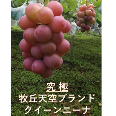 【2026年先行受付】2026年9月下旬発送「牧丘天空クイーンニーナ」 約1kg(2～3房)