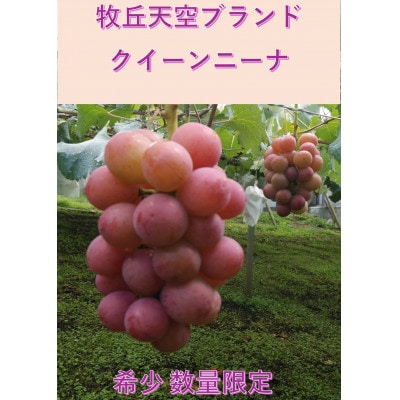 【2026年先行受付】2026年10月上旬発送「牧丘天空の丘クイーンニーナ」約1kg(2～3房)