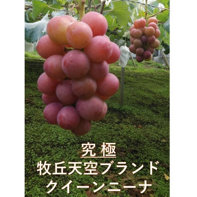 【2026年先行受付】2026年10月上旬発送「牧丘天空の丘クイーンニーナ」約1kg(2～3房)