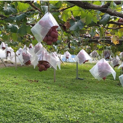 【2026年先行受付】2026年10月上旬発送「牧丘天空の丘クイーンニーナ」約1kg(2～3房)