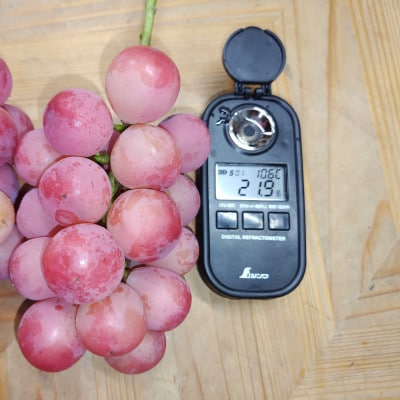 【2026年先行受付】2026年10月上旬発送「幻の牧丘天空クイーンニーナ」約1kg(2～3房)