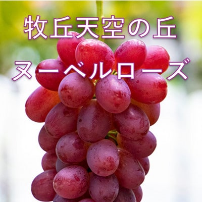 �y2026�N��s��t�z2026�N10����{�����u�q�u�V��̋u�k�[�x�����[�Y�v ��1kg(2�`3�[)