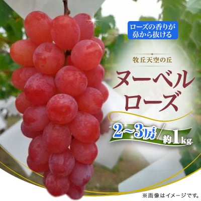 【2026年発送】10月上旬発送「牧丘天空の丘ヌーベルローズ」 約1kg(2～3房)